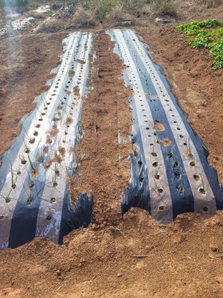 김 농부님의 팜모닝공식 · 공지 작성글 사진