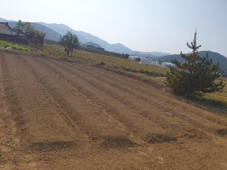 mookdg님의 마늘 · 파종작업 작성글 사진