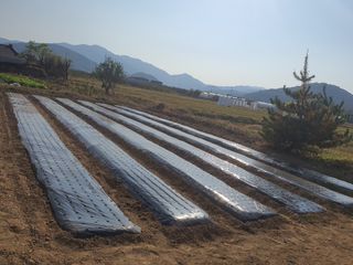 mookdg님의 마늘 · 파종작업 작성글 사진