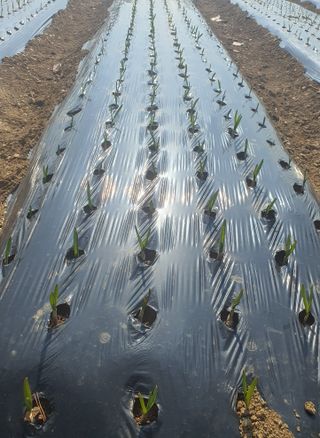 mookdg님의 마늘 · 파종작업 작성글 사진