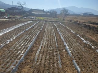 mookdg님의 마늘 · 파종작업 작성글 사진