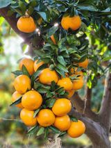 팜모닝 12월 내 작물 자랑하기·참여글 게시글 이미지