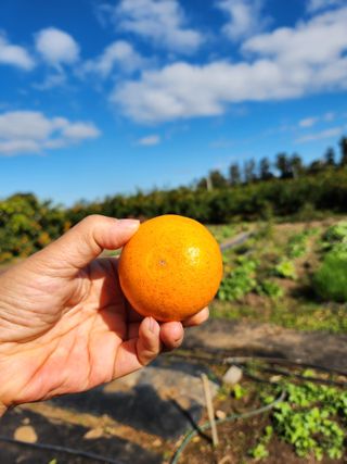 오정현님의 12월 내 작물 자랑하기 · 참여글 작성글 사진