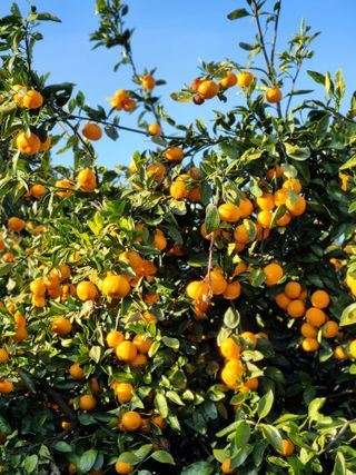 오정현님의 12월 내 작물 자랑하기 · 참여글 작성글 사진