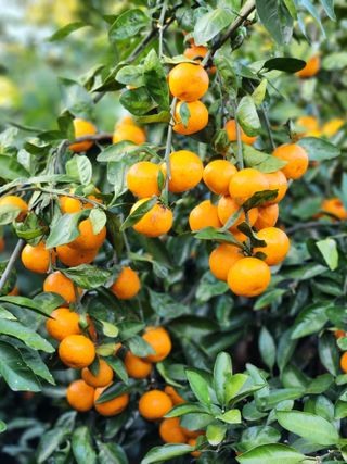 오정현님의 12월 내 작물 자랑하기 · 참여글 작성글 사진