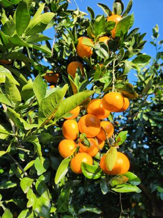 오정현님의 12월 내 작물 자랑하기 · 참여글 작성글 사진