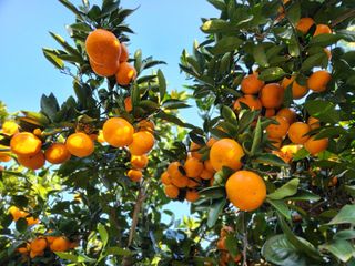 오정현님의 12월 내 작물 자랑하기 · 참여글 작성글 사진