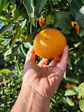 오정현님의 12월 내 작물 자랑하기 · 참여글 작성글 사진