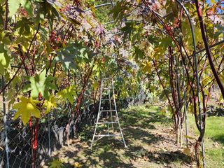 천안 병천 어성초 님의 자유주제 · 자유게시판 작성글 사진