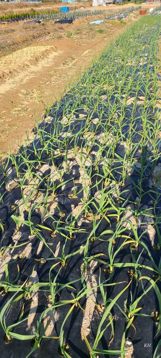 이경희님의 12월 내 작물 자랑하기 · 참여글 작성글 사진