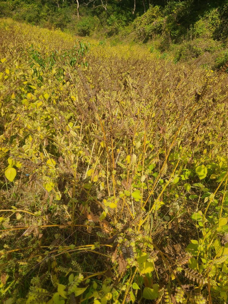 신동익님의 장터 판매 상품 [들깨] 첨부 사진