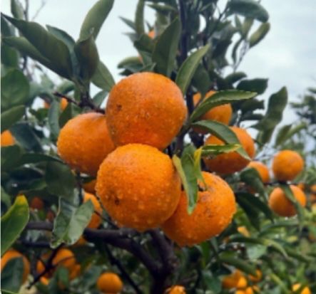 미주팜님의 장터 판매 상품 [마감] 첨부 사진