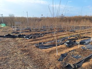 김광수님의 12월 내 작물 자랑하기 · 참여글 작성글 사진