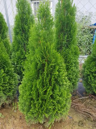 영천경마장조경수농원님의 12월 내 작물 자랑하기 · 참여글 작성글 사진