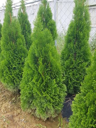 영천경마장조경수농원님의 12월 내 작물 자랑하기 · 참여글 작성글 사진