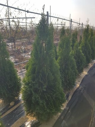 영천경마장조경수농원님의 12월 내 작물 자랑하기 · 참여글 작성글 사진