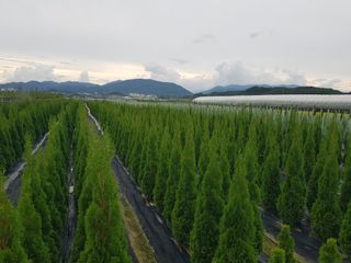 영천경마장조경수농원님의 12월 내 작물 자랑하기 · 참여글 작성글 사진