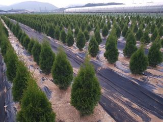 영천경마장조경수농원님의 12월 내 작물 자랑하기 · 참여글 작성글 사진