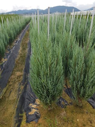 영천경마장조경수농원님의 12월 내 작물 자랑하기 · 참여글 작성글 사진