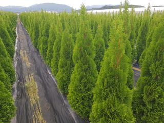 영천경마장조경수농원님의 12월 내 작물 자랑하기 · 참여글 작성글 사진