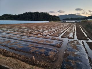 정영기대산축산농부♡님의 12월 내 작물 자랑하기 · 참여글 작성글 사진