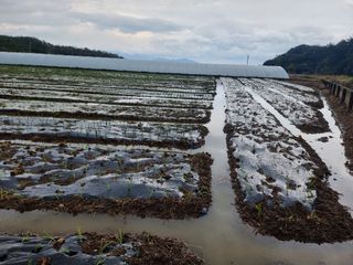 정영기대산축산농부♡님의 12월 내 작물 자랑하기 · 참여글 작성글 사진