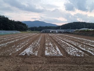 정영기대산축산농부♡님의 12월 내 작물 자랑하기 · 참여글 작성글 사진