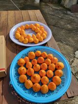 팜모닝 기타작물·자유게시판 게시글 이미지