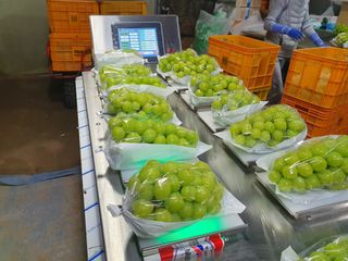 김윤태님의 포도 · 영농일지 작성글 사진