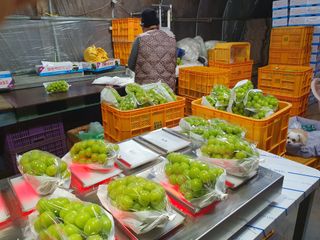 김윤태님의 포도 · 영농일지 작성글 사진