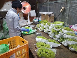 김윤태님의 포도 · 영농일지 작성글 사진