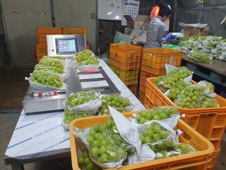 김윤태님의 포도 · 영농일지 작성글 사진