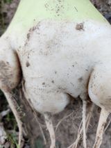 팜모닝 기타작물·병해충상담 게시글 이미지