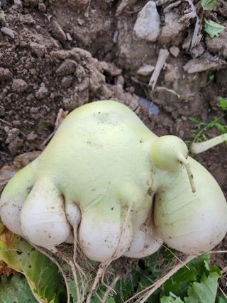 박정하님의 기타작물 · 병해충상담 작성글 사진