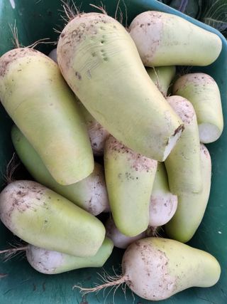 박정하님의 기타작물 · 병해충상담 작성글 사진