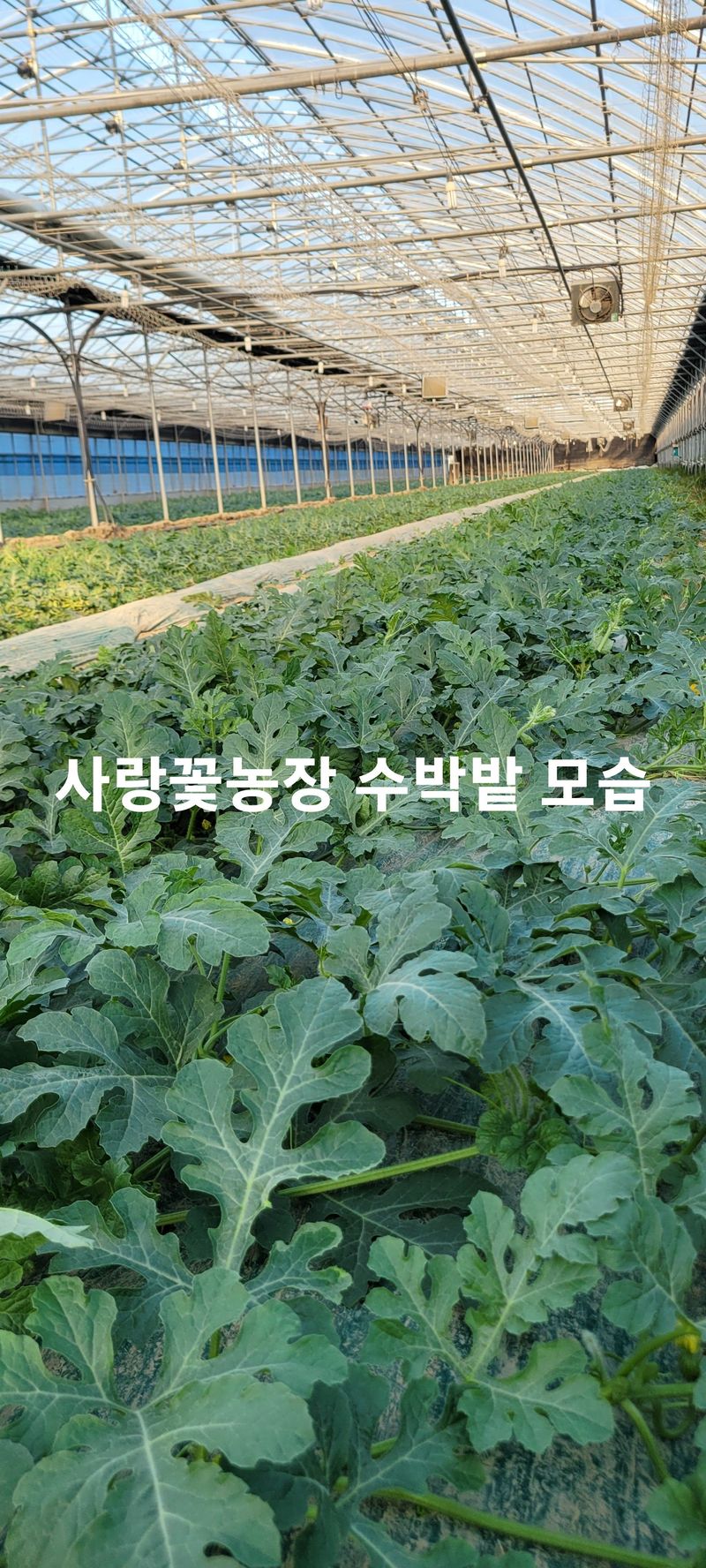 사랑꽃농장님의 장터 판매 상품 [고창 씨없는 수박8kg급] 첨부 사진