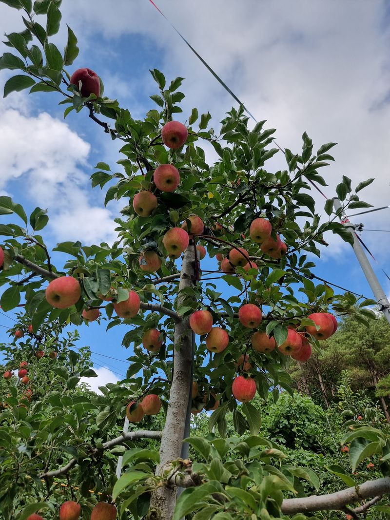 호랑이와인성이님의 장터 판매 상품 [봉화 부사  5k] 첨부 사진