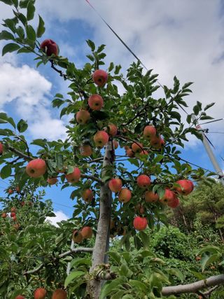 호랑이와인성이님의 작성글 사진