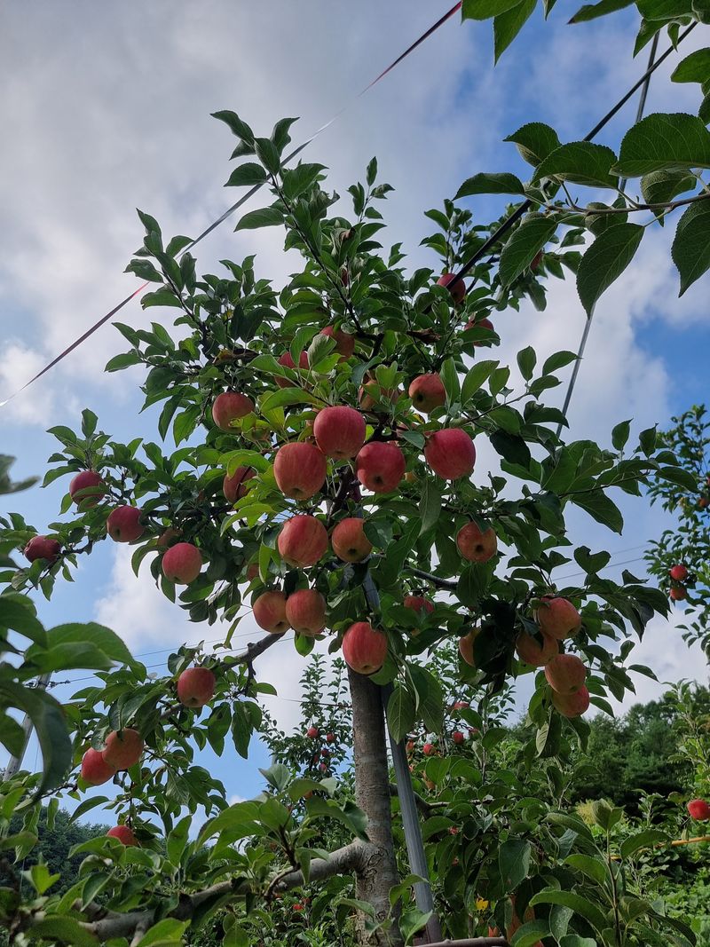 호랑이와인성이님의 장터 판매 상품 [봉화 부사  5k] 첨부 사진