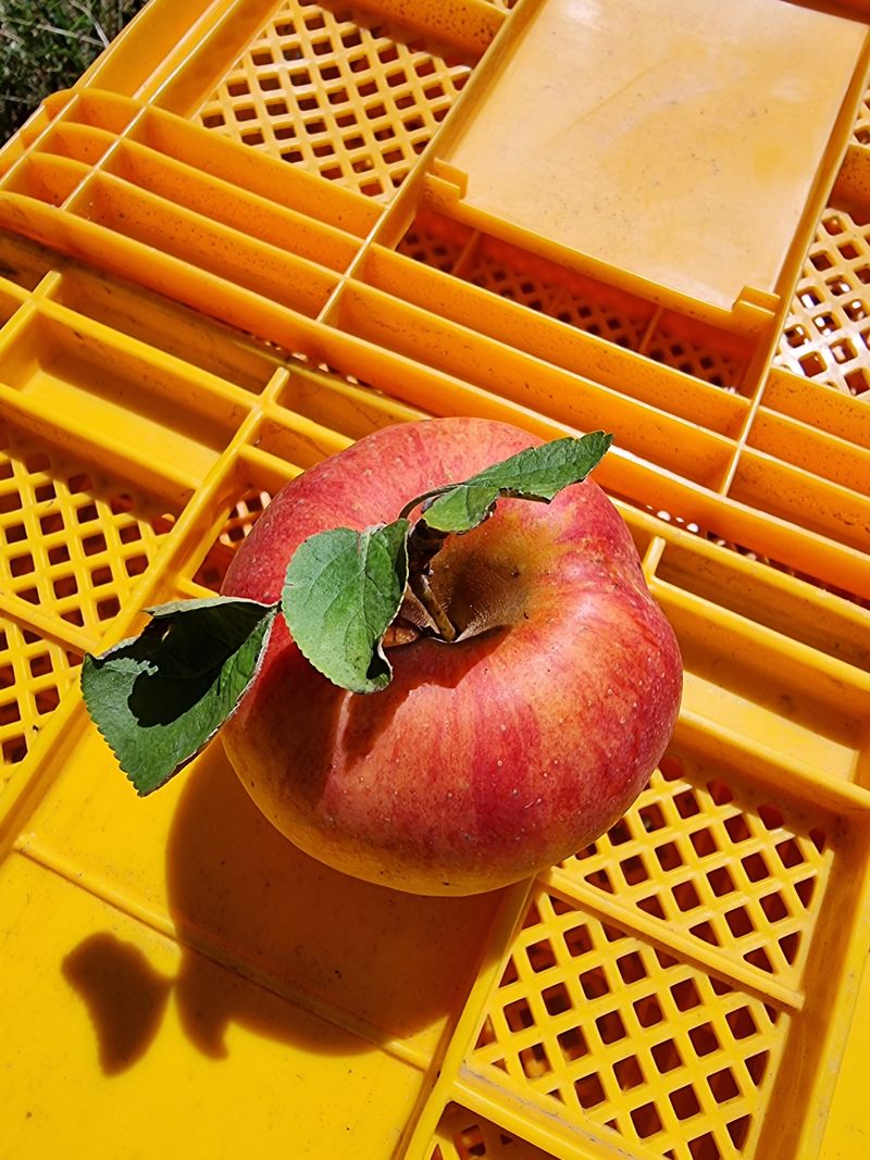 호랑이와인성이님의 장터 판매 상품 [봉화 부사  5k] 첨부 사진