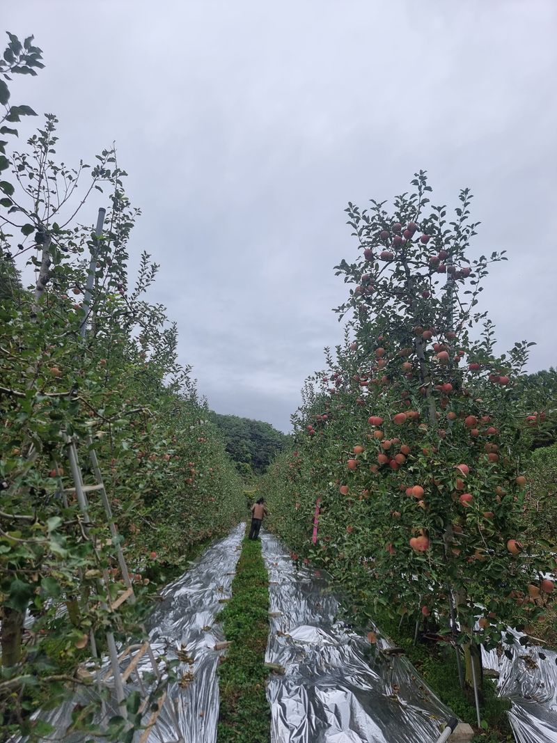 호랑이와인성이님의 장터 판매 상품 [봉화 부사  5k] 첨부 사진