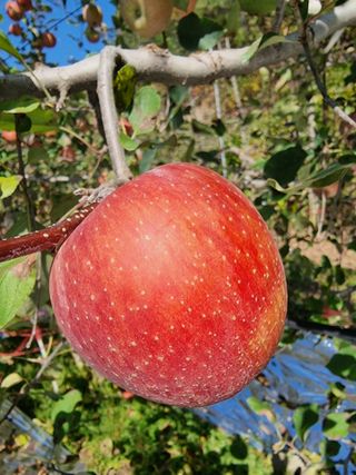 호랑이와인성이님의 작성글 사진