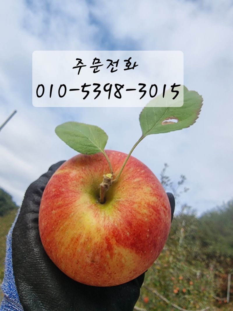 호랑이와인성이님의 장터 판매 상품 [봉화 부사  5k] 첨부 사진