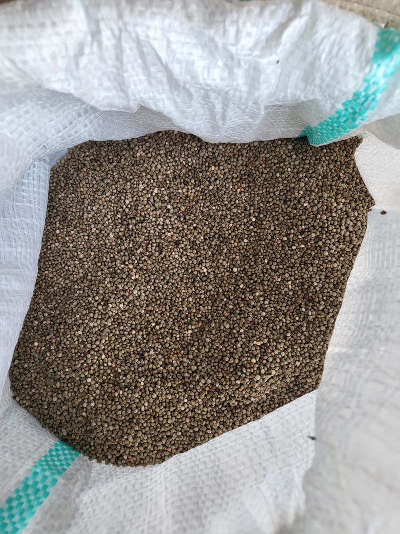 초보 농사꾼~~~ㅇ님의 장터 판매 상품 [국내산 햇들깨 6kg] 첨부 사진