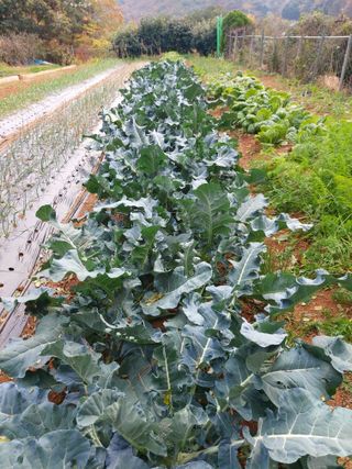 얼큰이님의 12월 내 작물 자랑하기 · 참여글 작성글 사진