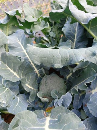 얼큰이님의 12월 내 작물 자랑하기 · 참여글 작성글 사진