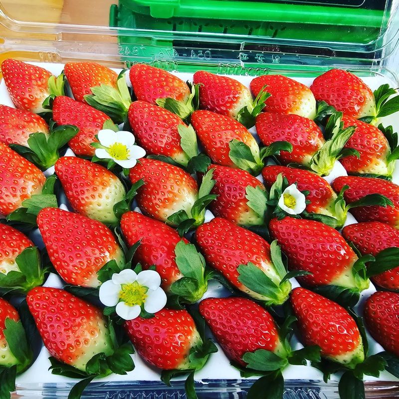 햇빛농원님의 장터 판매 상품 [금실(딸기)2kg] 첨부 사진