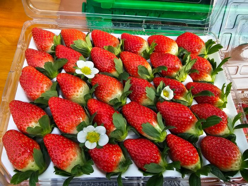 햇빛농원님의 장터 판매 상품 [금실(딸기)2kg] 첨부 사진