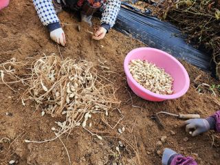 약초를사랑한짱아줌마님의 기타작물 · 자유게시판 작성글 사진