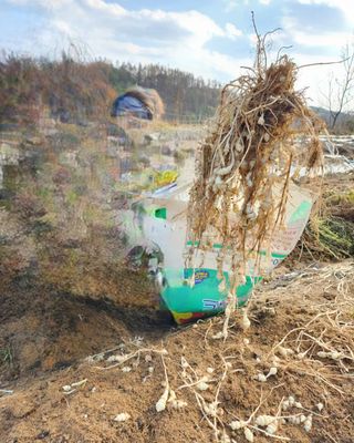 약초를사랑한짱아줌마님의 기타작물 · 자유게시판 작성글 사진